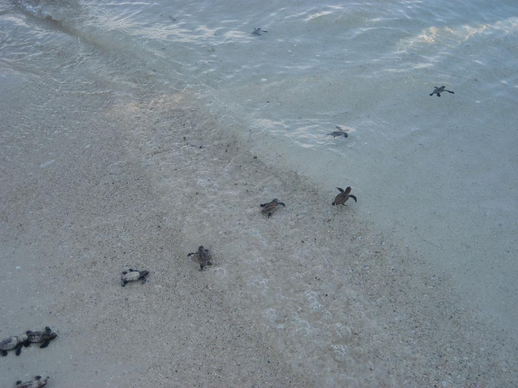 Готель Escape Karimunjawa Семаранг Екстер'єр фото